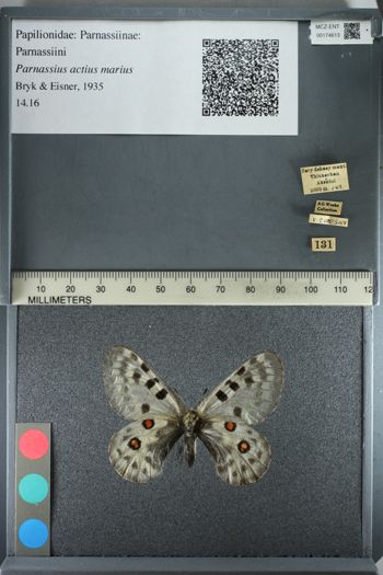 Media type: image;   Entomology 174613